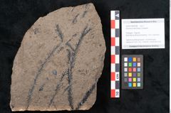 Foto (Objekt + Etikett) von Araucaria sternbergii Goeppert (NHMW-GEO-2024-0188-8296)